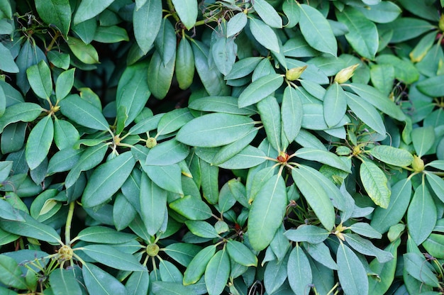 Primer plano de las hojas de una planta de Manilkara para un fondo