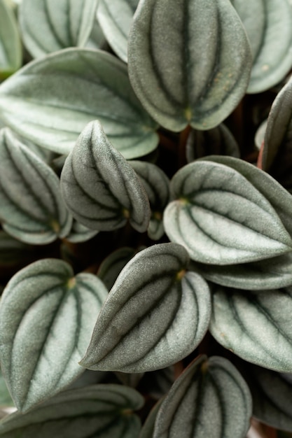 Foto gratuita primer plano de hojas de plantas de colores