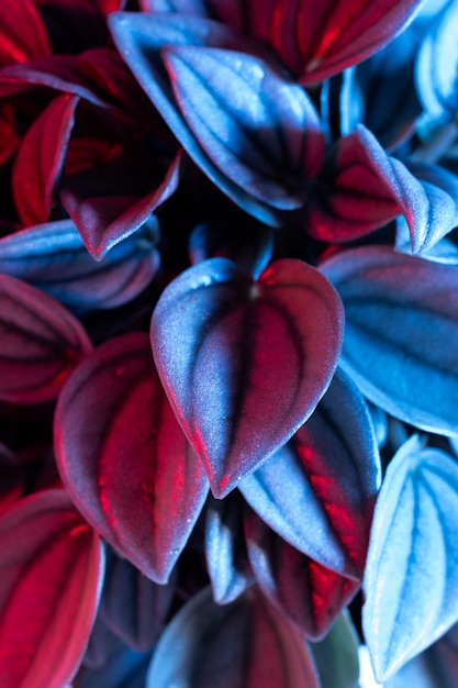 Primer plano de hojas de plantas de colores