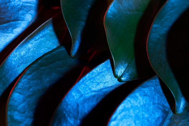 Primer plano de hojas de plantas de colores