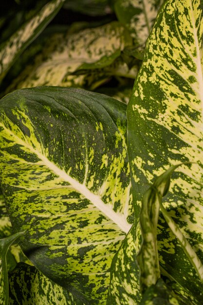 Primer plano de hojas de plantas interesantes