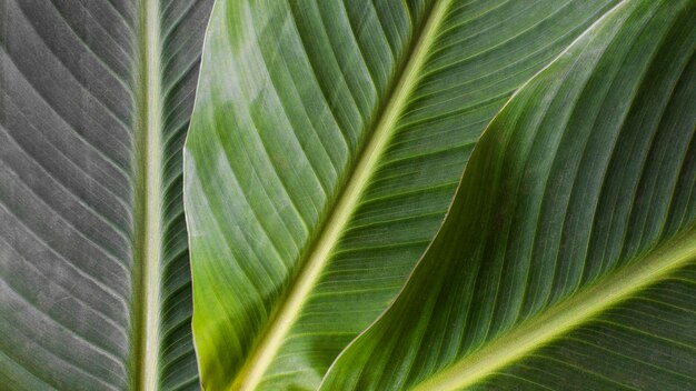 Primer plano de hojas de plantas tropicales