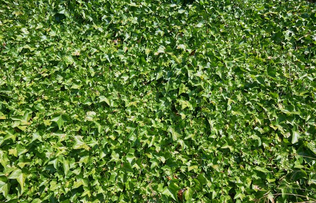 Primer plano de hojas de plantas