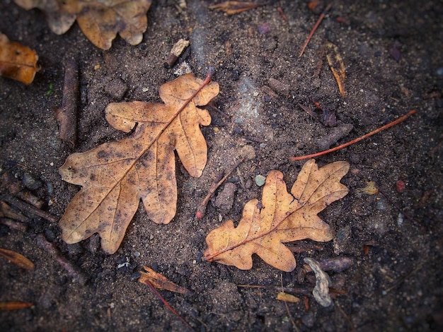 Primer plano de hojas de roble en el suelo