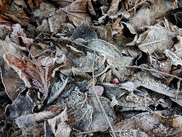 Primer plano de hojas secas congeladas en el suelo durante el invierno