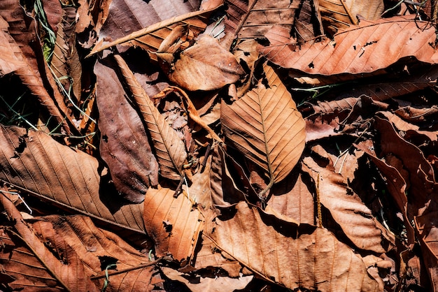 Primer plano de hojas secas en otoño