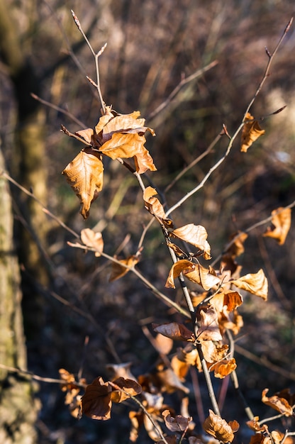 Primer plano de hojas secas en las ramas de los árboles bajo la luz del sol