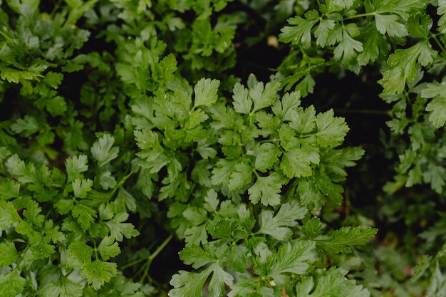 Primer plano de hojas de silantro en un jardín