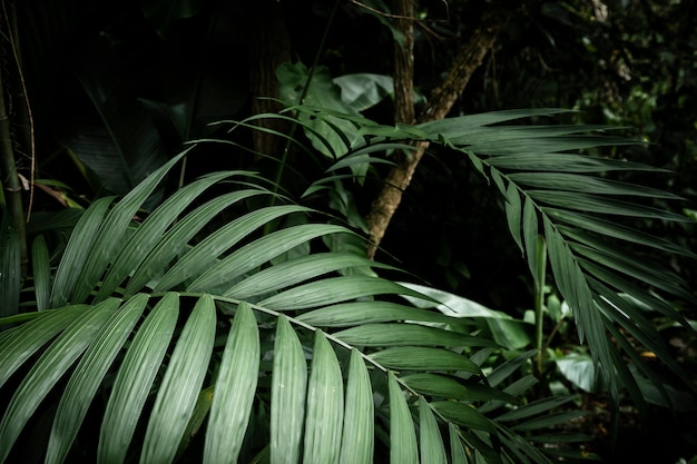 Primer plano de hojas tropicales con fondo borroso