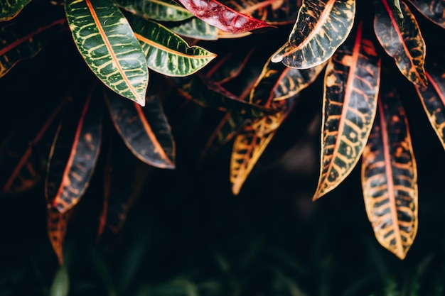 Primer plano de hojas tropicales en tonos oscuros con luces solares