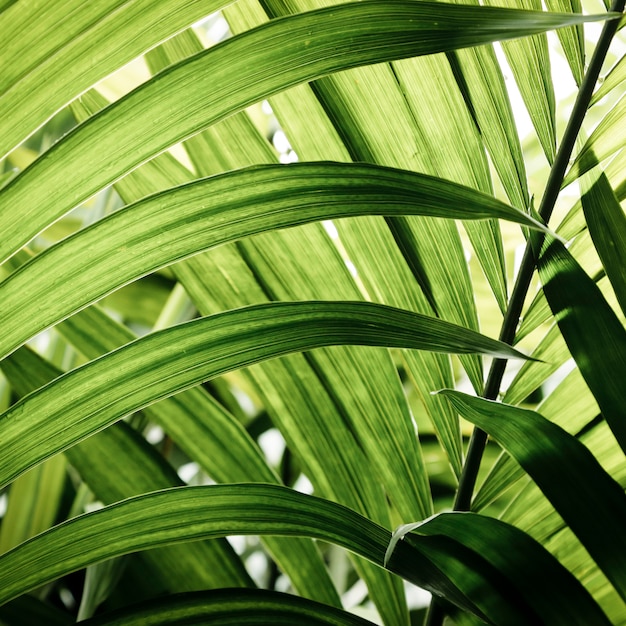 Foto gratuita primer plano de hojas tropicales verdes