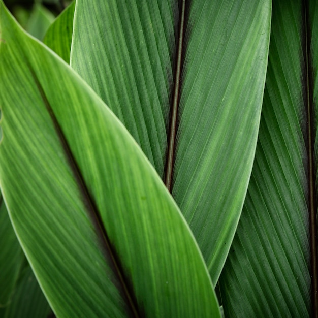 Foto gratuita primer plano de hojas tropicales verdes