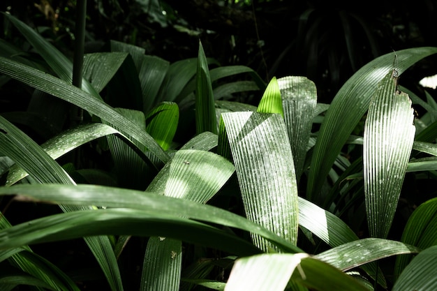 Foto gratuita primer plano de hojas tropicales