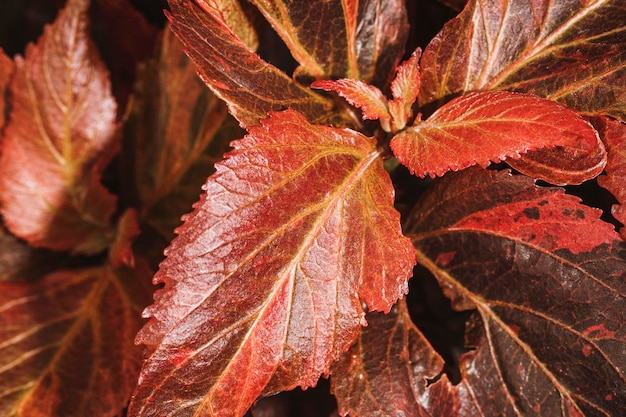 Primer plano de hojas de vegetación coloreada