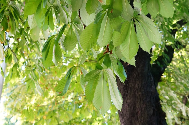 Primer plano de hojas verdes en un árbol