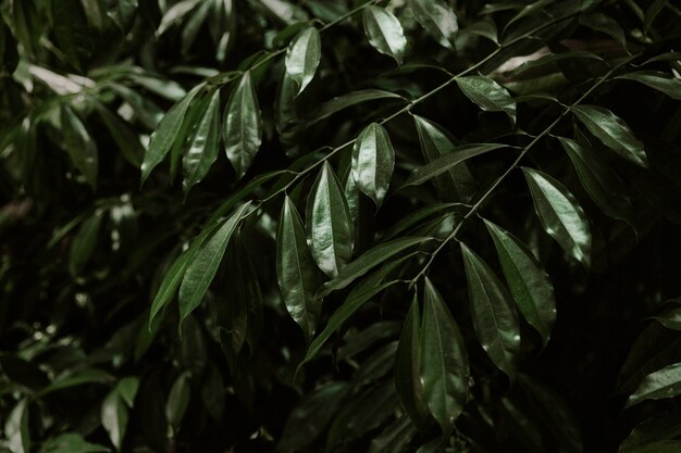 Primer plano de hojas verdes del árbol