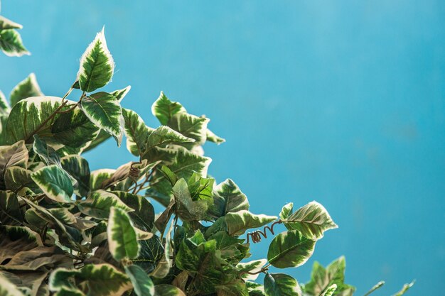 Primer plano de hojas verdes artificiales con un fondo azul.