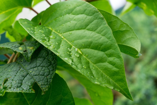 Primer plano de hojas verdes cubiertas con gotas de rocío