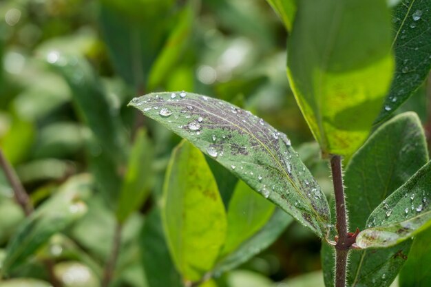 Primer plano de hojas verdes cubiertas con gotas de rocío