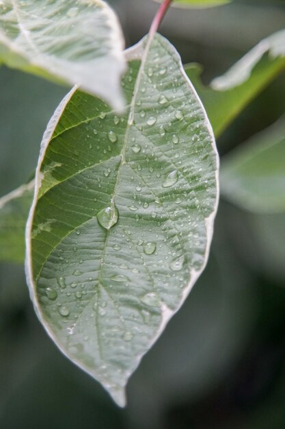 Primer plano de hojas verdes cubiertas con gotas de rocío