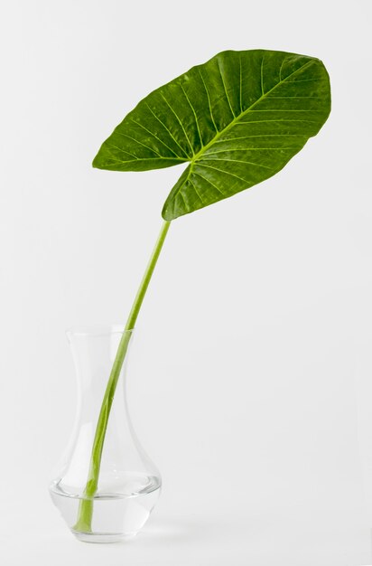 Primer plano de hojas verdes en un frasco