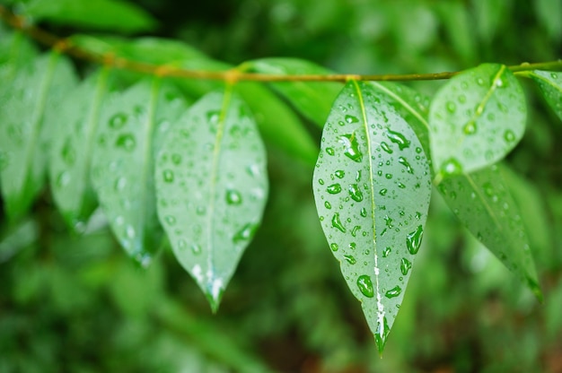 Primer plano de hojas verdes frescas cubiertas con gotas de rocío