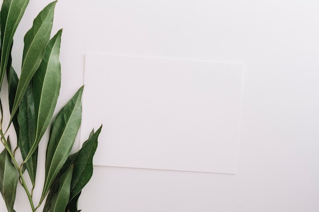 Primer plano de hojas verdes frescas con papel en blanco sobre fondo blanco