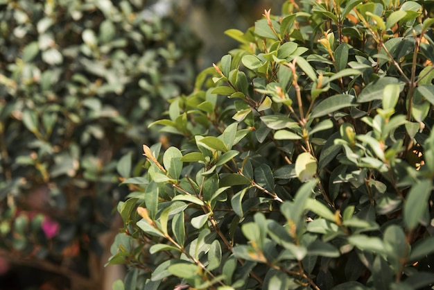 Primer plano de hojas verdes frescas