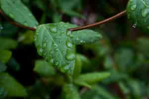 Foto gratuita primer plano de hojas verdes de madreselva cubiertas de gotas de rocío