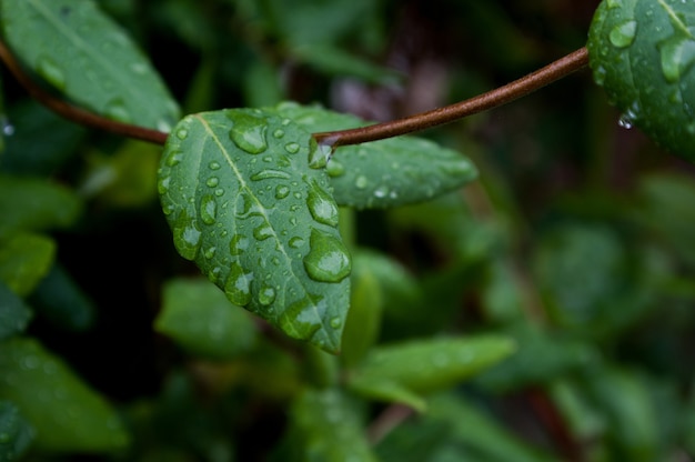 Primer plano de hojas verdes de madreselva cubiertas de gotas de rocío