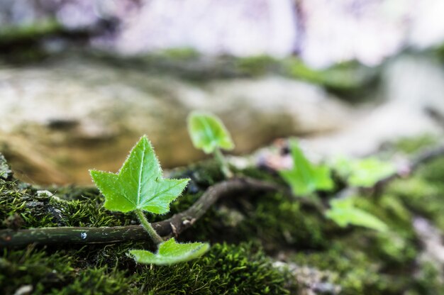 Primer plano de hojas verdes de una planta en un bosque