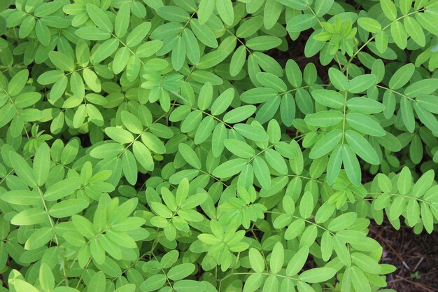 Primer plano de hojas verdes