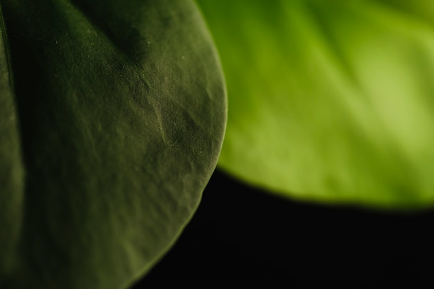 Primer plano de hojas verdes