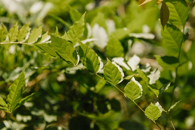 Foto gratuita primer plano de hojas verdes