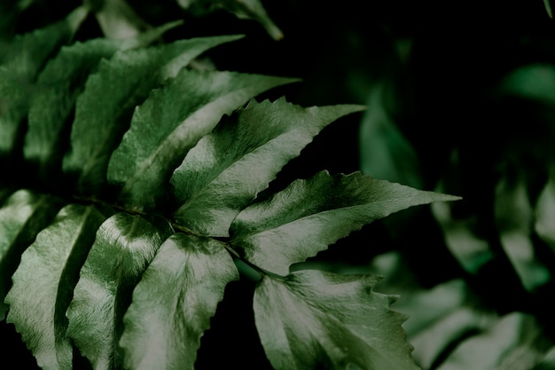 Foto gratuita primer plano de hojas verdes