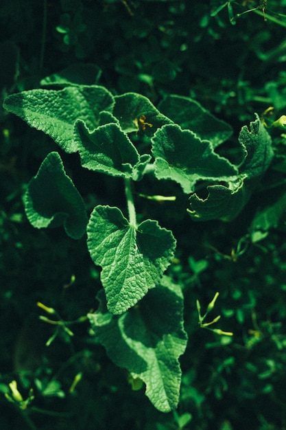 Primer plano de hojas verdes