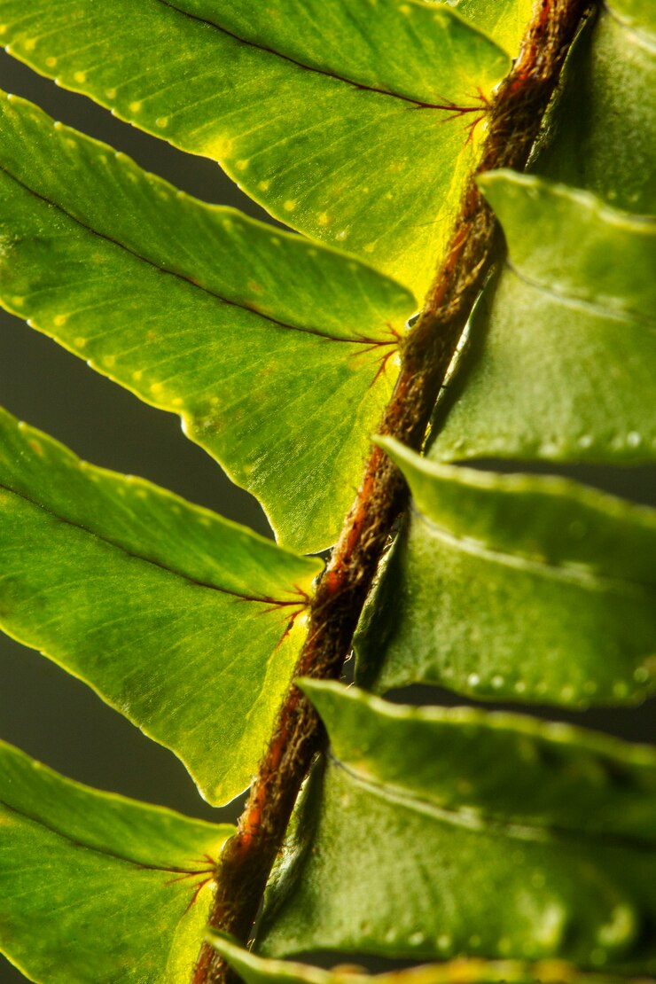 Foto gratuito primer plano, de, hojas verdes