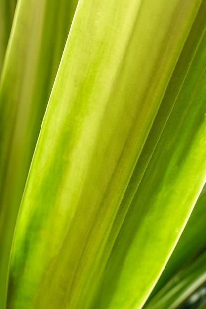 Primer plano, de, hojas verdes