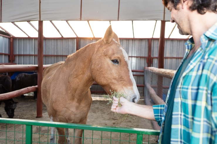 Foto gratuito primer plano de hombre alimentando a un caballo
