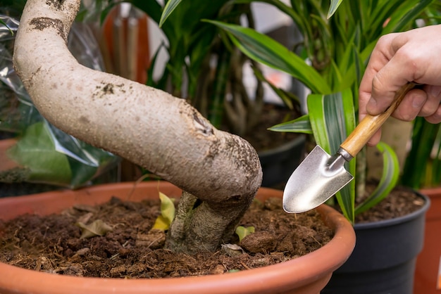 Primer plano hombre cuidando planta