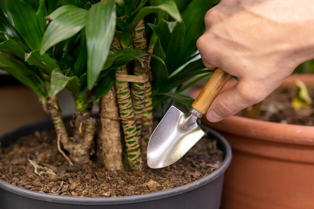 Primer plano hombre cuidando planta