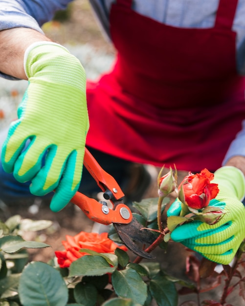 Primer plano de hombre jardinero cortando la rosa con tijeras de podar