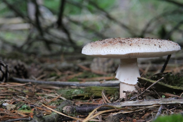 Primer plano de un hongo agárico de mosca madurado en el piso del bosque cubierto de hierba