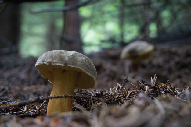 Primer plano de un hongo en el bosque con un espacio borroso