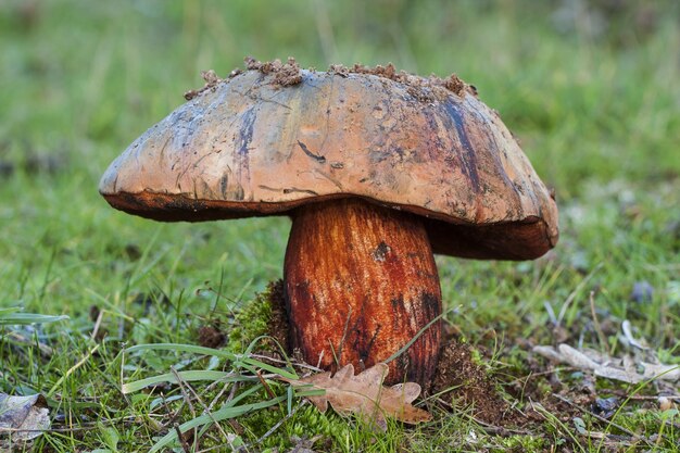 Primer plano de un hongo en un bosque con un fondo borroso