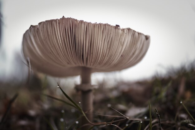 Primer plano de un hongo chlorophyllum molybdites en un campo durante el día