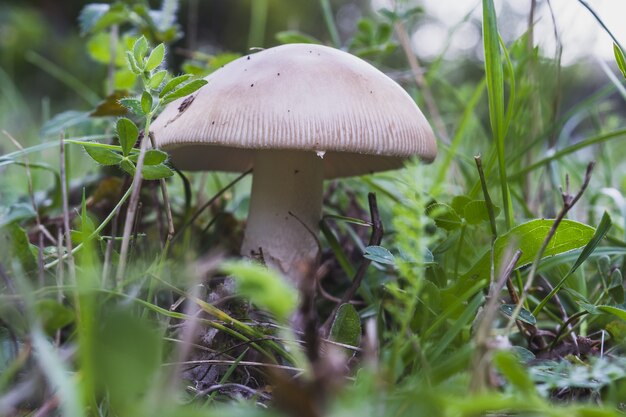 Primer plano de un hongo shiitake