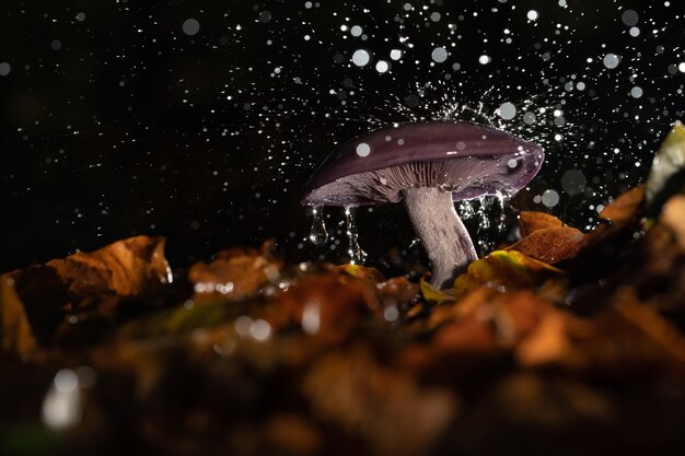 Primer plano de un hongo silvestre bajo una lluvia torrencial rodeado por hojas de otoño