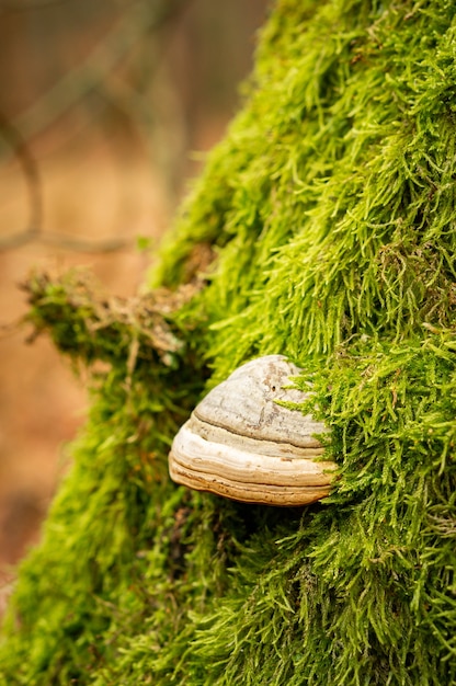 Primer plano de un hongo de yesca en el tronco de un árbol cubierto de musgo