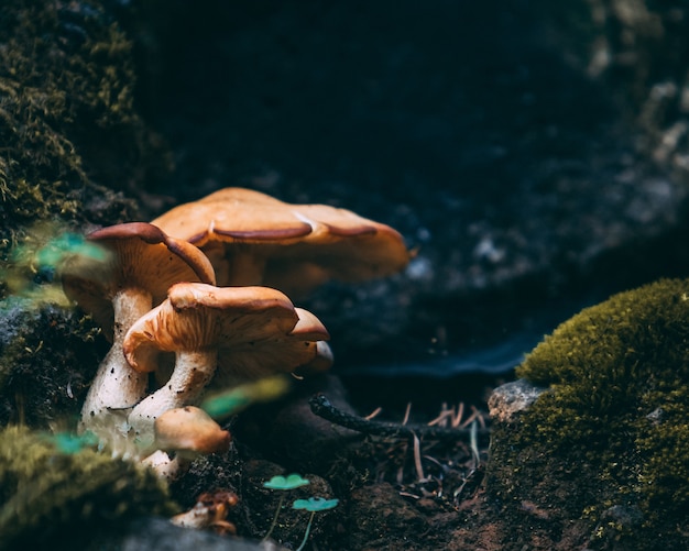 Foto gratuita primer plano de hongos amarillos alucinógenos en una piedra cubierta de musgo